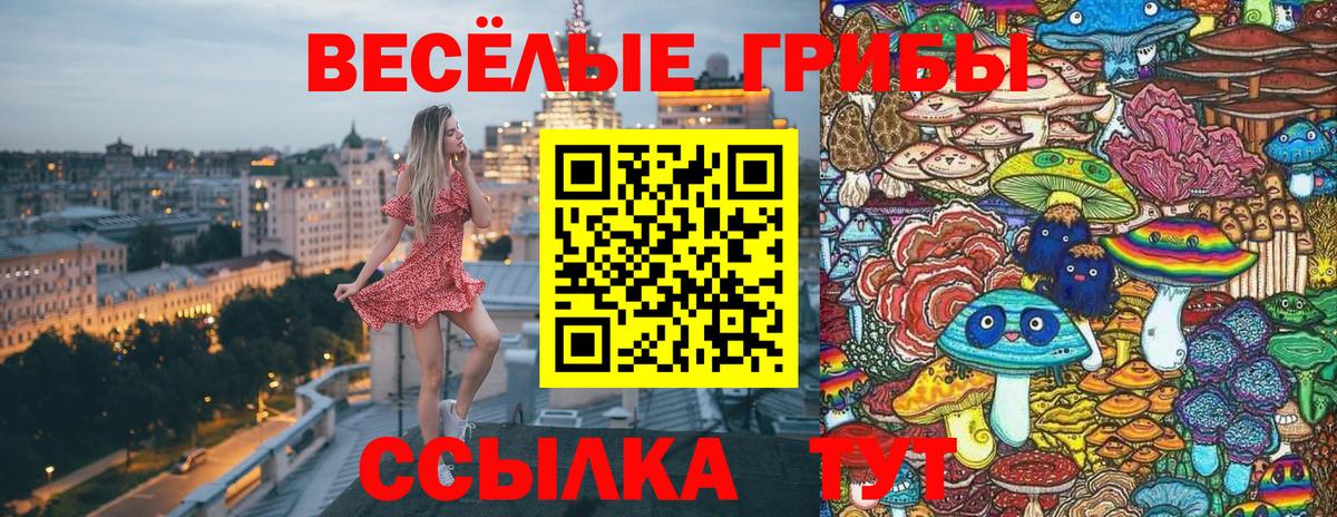 Псилоцибиновые грибы мицелий Горно-Алтайск